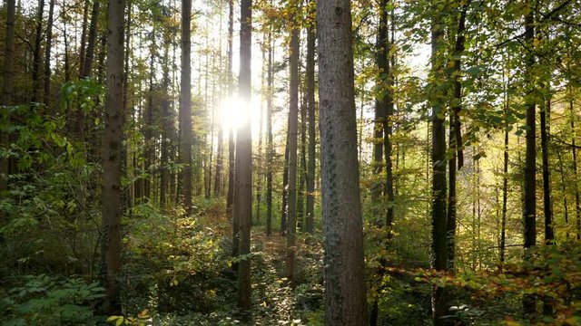 Woods Forest Trees in Autumn Fall Season Background