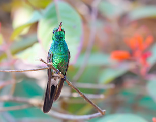Cuban Emerald Perched on a Tree Branch