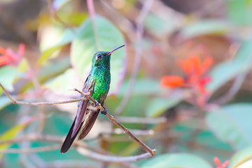 Cuban Emerald Perched on a Tree Branch