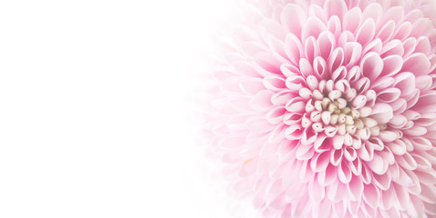 feminine floral background of pink chrysanthemums