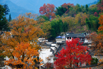 Obraz premium Hui-style architectures in fall forest on the hillside of China.