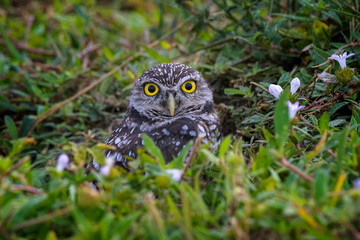 Burrowing owl sitting on his burrow, Southwest Florida