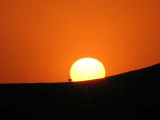 Rinder Herde läuft über den Bergrücken genau durch die untergehende Sonne in Kalifornien USA 