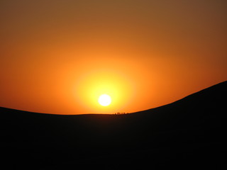 Rinder Herde läuft über den Bergrücken genau durch die untergehende Sonne in Kalifornien USA 