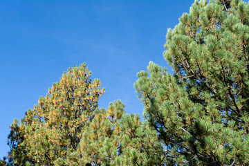 parque nacional nevado de colima