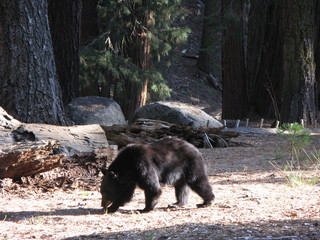 Wilde schwarz bär Mutter mit Jungem Bären im Sequoia national Park