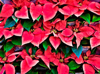 Poinsettia plant leaves and flowers (Euphorbia pulcherrima).