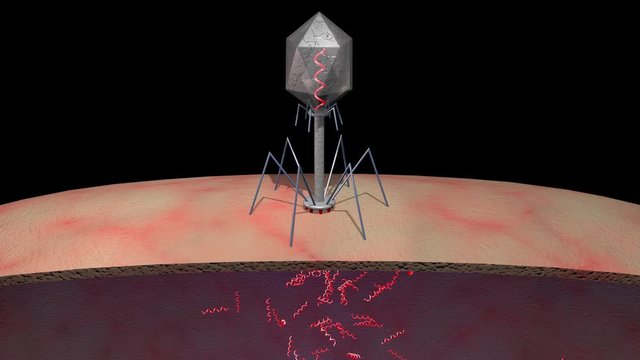 Phage Therapy Virus Inserts Dna Into Bacteria . Bacteriophage infecting and killing bacteria . Attaches to host cell wall injecting DNA , RNA strands into superbug. 3D Animation