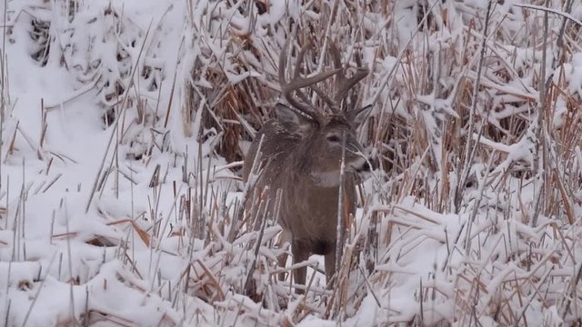 A White-tailed Buck in a Snowy Field in a Snow Storm