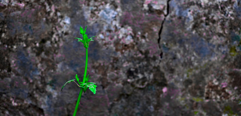 A single green plant stem on a natural rocky background.