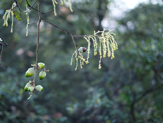 Ripe and green acorns and flowers of cork oak (Quercus suber).