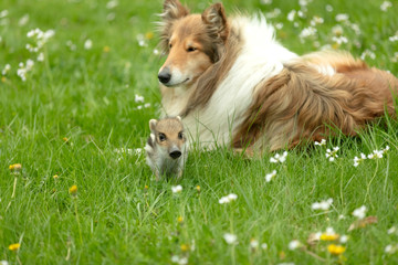 Collie with wild Boar