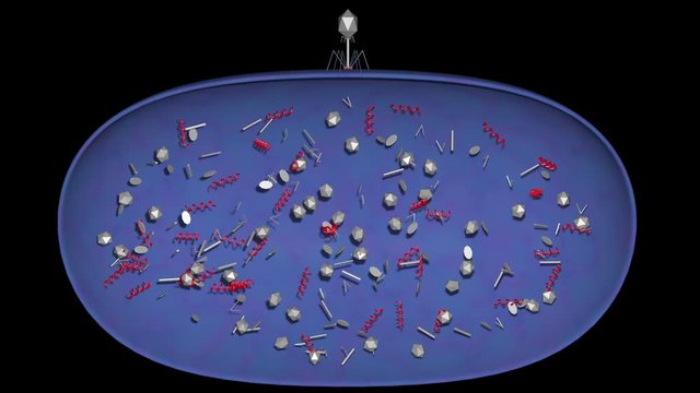 Phage Therapy Viruses Assemble Inside Bacteria .  New phage particles assembled , Replication and assembly of progeny phage parts .3D Animation .