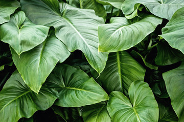 green leaf Xanthosoma(elephant ear) plant at garden