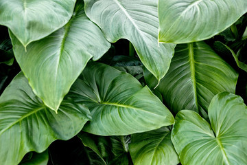 green leaf Xanthosoma(elephant ear) plant at garden