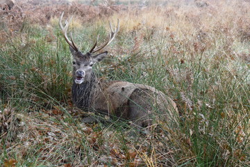 Deer Cervus elaphus sitting on grassland during breeding season. The stags antlers are the species most distinguishing feature. Red deer are Britain’s largest land mammal. Richmond, England