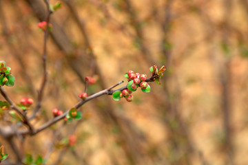 Pink buds in the garden