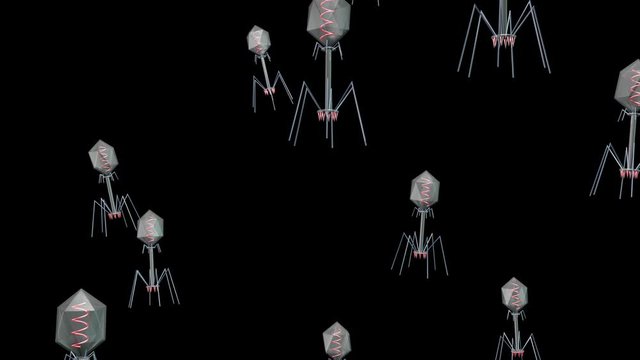 Phage therapy. Viruses swarming.  Hundreds of bacteriophages reproducing , going viral. 3d animation. Black and white alpha matte included