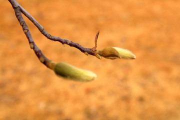 Magnolia flower buds in the field