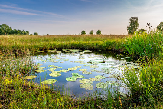 Natural pond in nature reserve near Bodegraven in the Netherlands. Pond with water lillies, reed and rich grassland. Wetlands biodiversity.