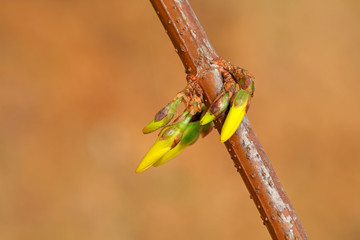 blooming yellow forsythia flower