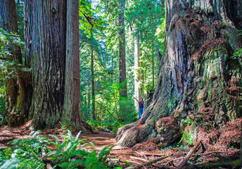 Child in the Redwoods