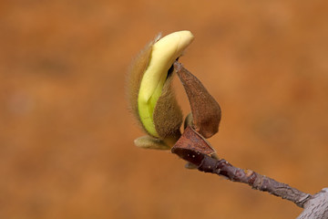 Magnolia flower buds in the field