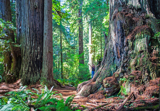 Child in the Redwoods