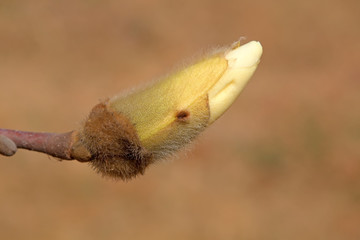 Magnolia flower buds in the field