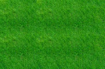 Fototapeta na wymiar Green grass texture for background. Close-up image.
