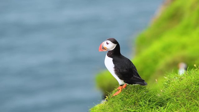 Famous faroese bird - puffin on the edge of grassy coast of Faroe island Mykines in Atlantic ocean. Faroe islands, Denmark. UHD 4k video