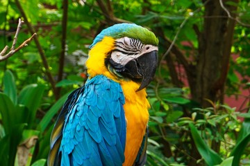 blue and yellow macaw