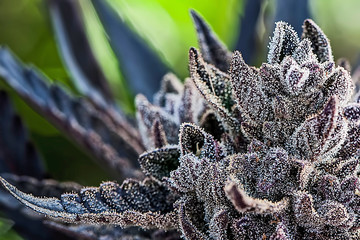 Marihuana, Hanfpflanze