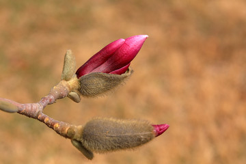 Magnolia flower buds in the field