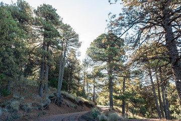 parque nacional nevado de colima