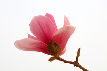 Magnolia flower in the field