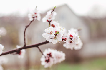 tree blossom in spring