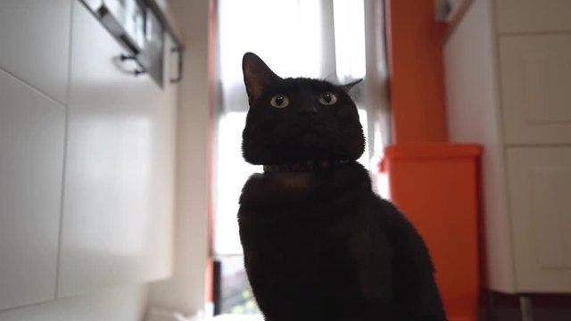 黒猫