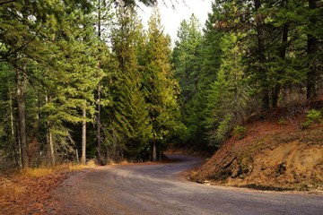 Roadway in the forest