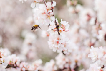 bee on a cherry blossom