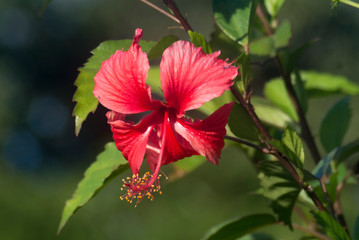 Obraz premium red flower