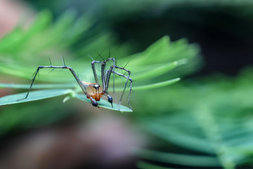 oxyopes saltucus spider. small spider species with transparent orange heads