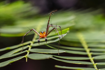 spider on a leaf, oxyopes saltucus spider. small spider species with transparent orange heads