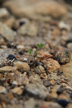 Plant Breaking Through Rock