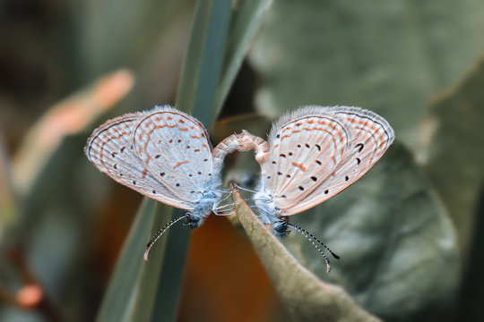a pair of mating butterflies. mating process of butterflies on green leaves of the wild