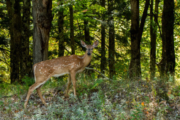 Obraz premium Whitetailed dee fawn in thick forest