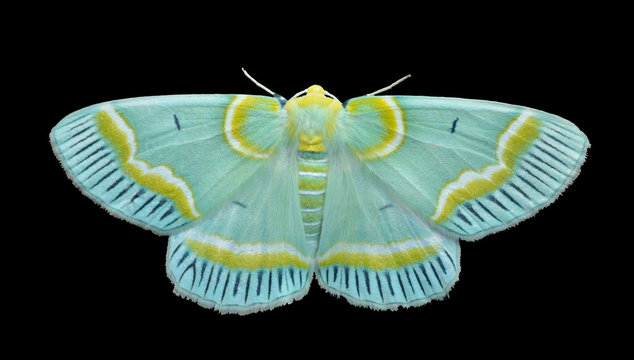 Butterfly geometer (Lotaphora admirabilis) 3