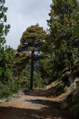 parque nacional nevado de colima
