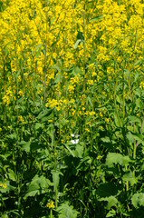 モンシロチョウが飛び交う菜の花畑です