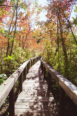 Fototapeta na wymiar wooden bridge in the forest